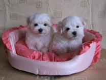 Grandes cachorros de maltes albino de 2 meses en venta