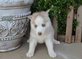 Husky siberiano bebe amarillo con blanco de ojos azules en venta al mejor precio