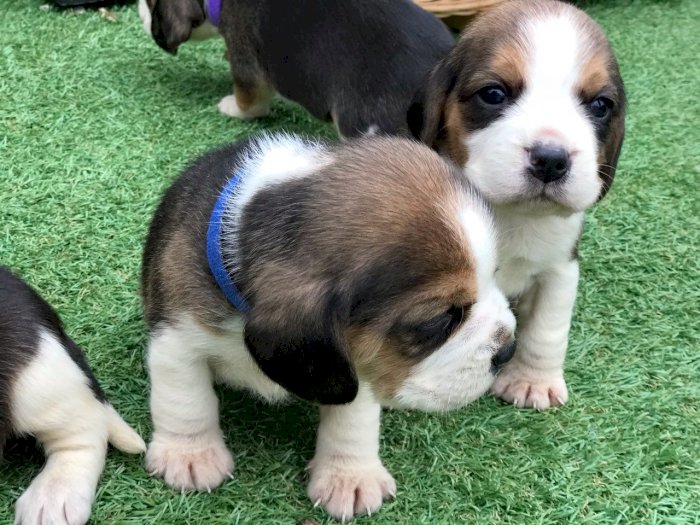 Cachorros beagle en adopcion macho y hembra